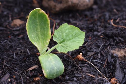 Week 4 Squash 